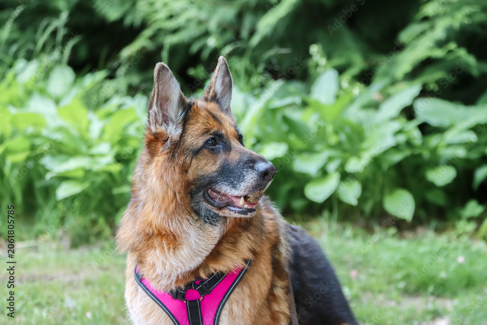 Fototapeta premium An old dog's fur starts to turn gray. The German Shepherd is intelligent and fearless. It is used in many types of work, including disability assistance, search-and-rescue, police work, and warfare.