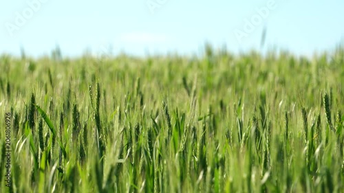 Green spikelets sway in the wind on a sunny day