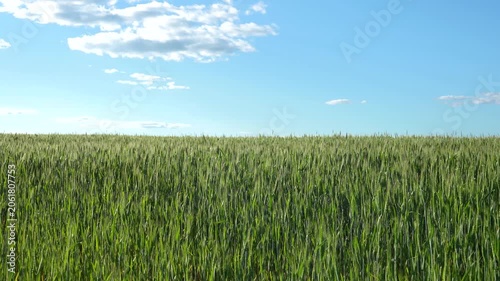 A green wheat field on a sunny day with a blue sky