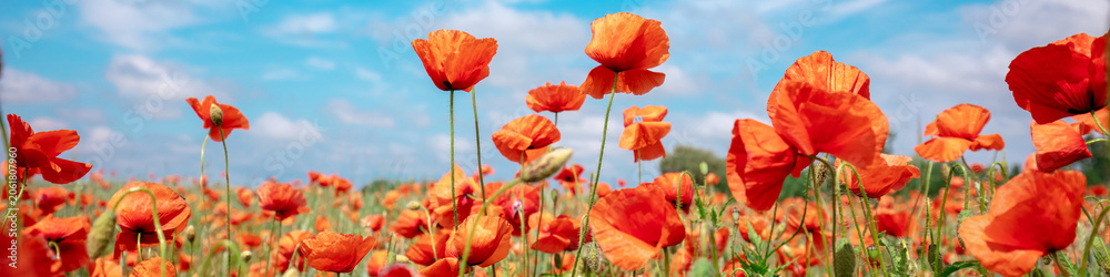 Obraz premium Blossoming Poppies (papaver) field. Wild poppies against blue sky. Flower nature background