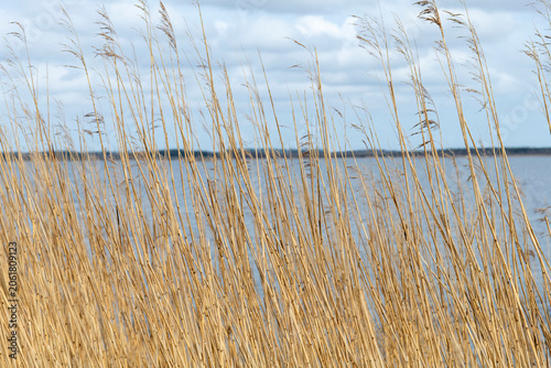 Fényképezés Golden reeds swaying in the wind along the lakeshore of Filso lake in Denmark un