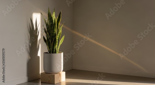 Snake plant in pot with sunlight and wall shadows.