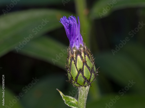 Cornflower Flower Beginning to Open. Close-Up of a Developing Centaurea cyanus Bloom