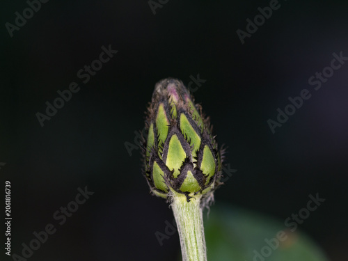 Young Cornflower Blossom Emerging from Its Bud. Macro View of a Wildflower in Early Bloom