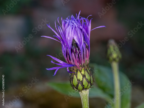 Centaurea cyanus Flower Opening in Summer. Close-Up of a Colorful Wildflower Bud