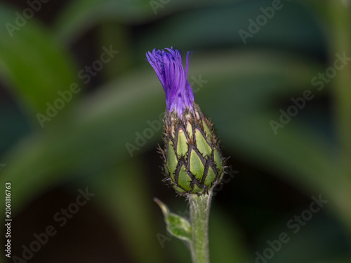Purple Cornflower Petals Unfolding in Nature. Detailed Close-Up of a Centaurea cyanus Flower Head
