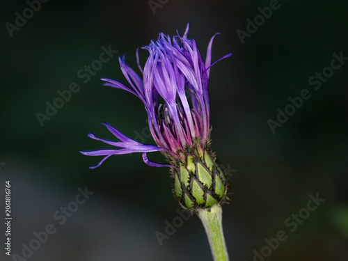 Blooming Cornflower in the Early Stages of Flowering. Close-Up of a Vibrant Purple Wildflower