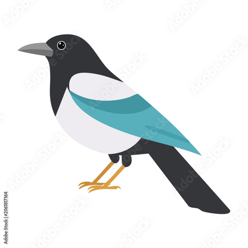 Flat design illustration of a magpie bird