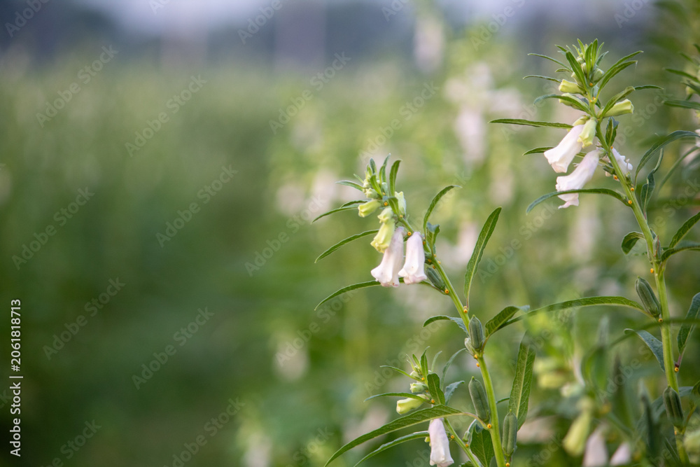 Naklejka premium wild flowers in the field
