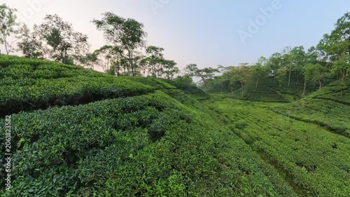 Aerial FPV drone shot of terraced green tea plantation hills