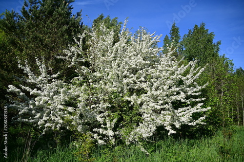 White flowering tree