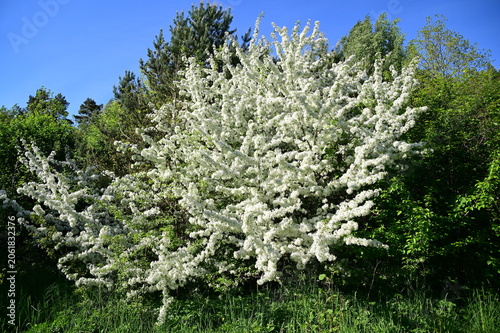 White flowering tree