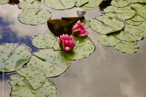 pink water lily in the pond