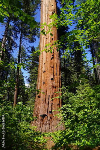 A eye-level, vertical shot showcasing a massive giant sequoia tree trunk dominating the center of the frame. The towering tree is characterized by its thick, textured, reddish-brown bark, which is mar