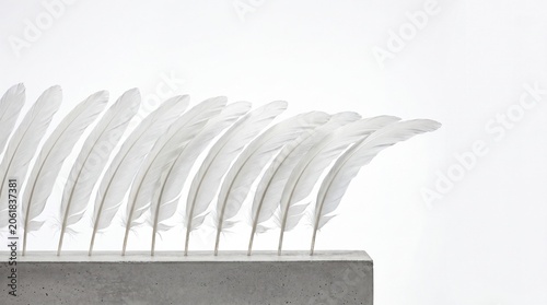 Minimalist Elegant Composition with Row of Soft White Bird Feathers on Plain Background