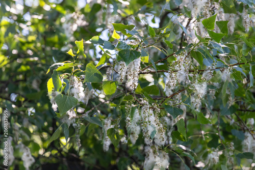 Cottonwood fluff on green poplar tree branches against a clear blue summer sky