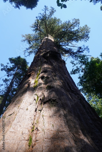 A dramatic, low-angle vertical shot looking straight up the massive trunk of a giant sequoia tree in California. The colossal ancient tree features deeply textured, reddish-brown bark with thick verti