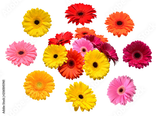 Collection of colorful gerbera flowers isolated on white background