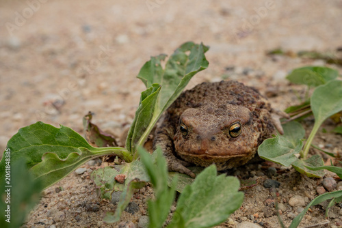 portrait of a toad, toad on the sidewalk, animal,frog in the grass

