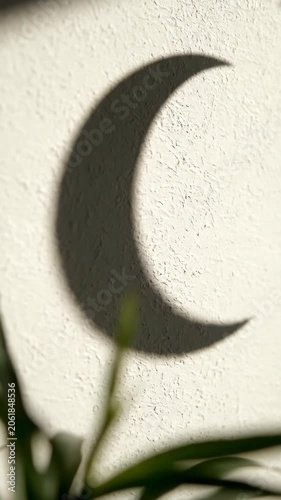 Close up wall shadow with small plant in sunlight