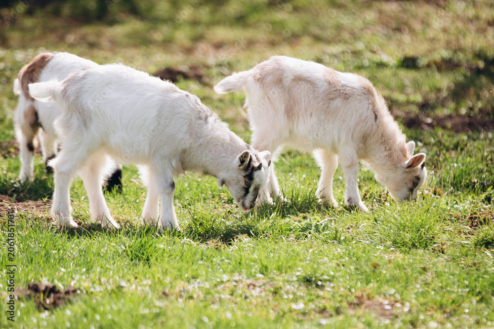 Fototapeta premium Young goat kids grazing on green grass