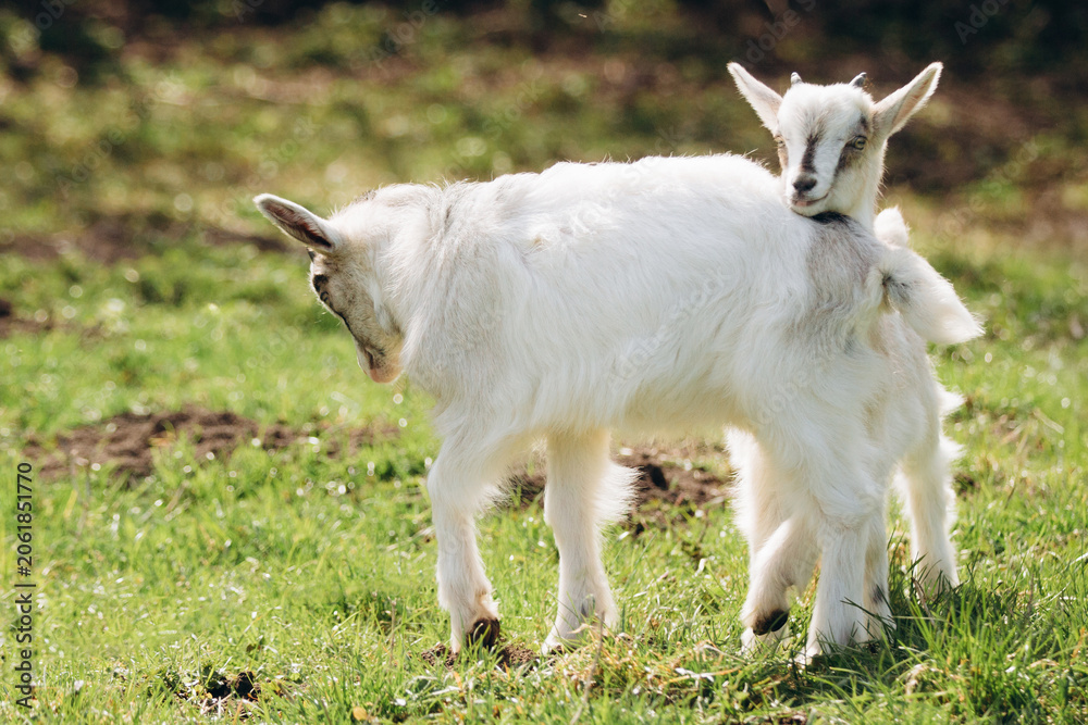 Obraz premium Baby goats playing in a vibrant green pasture