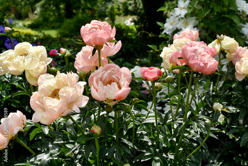 June garden with beautiful peach color peonies