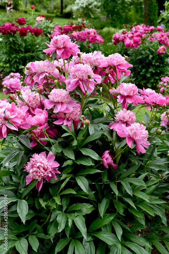 June garden with pink peonies named Barbara in full bloom