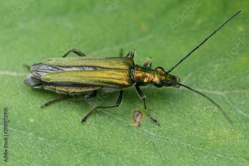 Closeup on a female  swollen-thighed, thick-legged or False blister beetle, Oederma nobilis