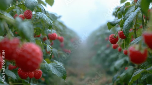 Raspberry bushes hanging heavy with ripe berries glistening with dew in foggy farm rows morning