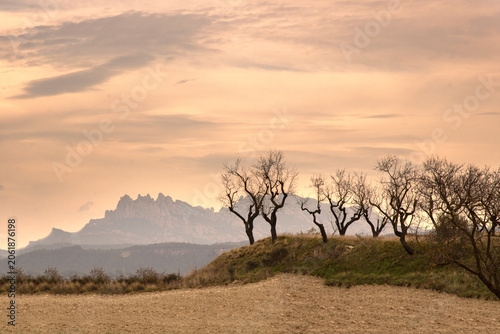 Cuadro en lienzo Montserrat mountains with bare trees at sunset