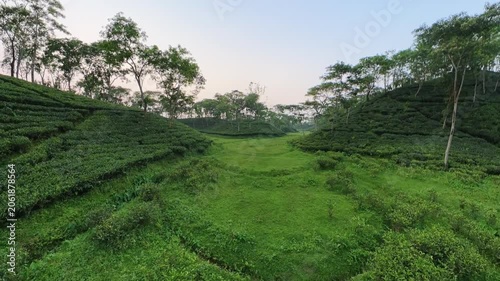 Reverse FPV drone shot flying backward over green tea estate bushes