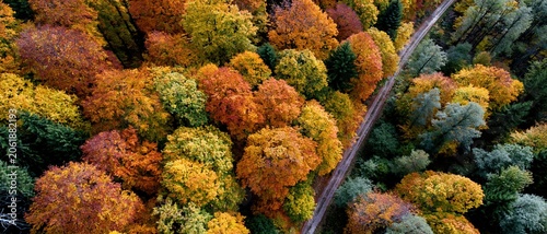 Aerial View Dense Autumn Forest Canopy Orange Red