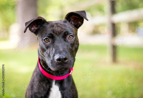 A brindle Pit Bull Terrier mixed breed dog