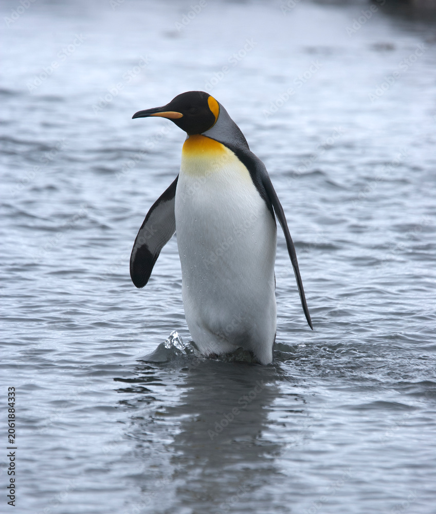 Fototapeta premium King penguin walking in water on South Georgia Island