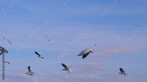 Seagulls are flying against the cloudy blue sky in daylight: slow motion. Concept of wildlife, freedom, and nature