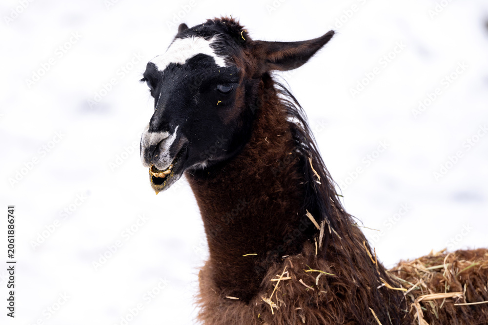 Fototapeta premium Adorable Face Of Lama In Winter
