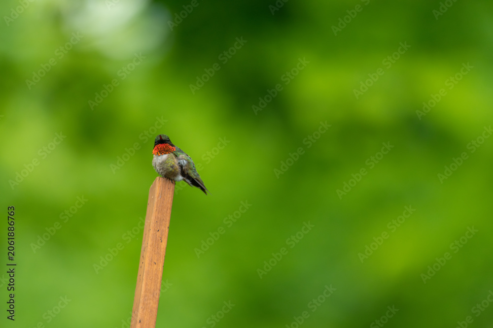 Fototapeta premium Ruby-Throated hummingbird - Archilochus colubris