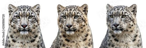 Photos Stunning Snow Leopard Portraits: High-Quality Close-Up Views of Majestic Big Cat