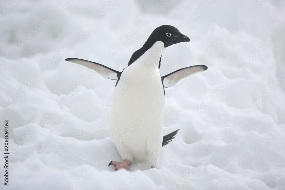 Obraz premium Adelie penguins with wings spread on an Antarctic iceberg