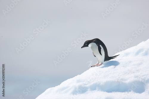 Фотография Lone Adelie penguin standing on an iceberg near Antarctica