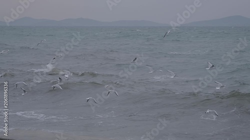 Slow motion: seagulls are flying over the surface of the sea water and hovering in search of food. Stormy waves of the Sea of Marmara are crashing onto the shore