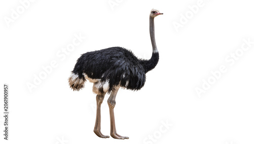 Foto Large black ostrich with long neck and legs, isolated on transparent background