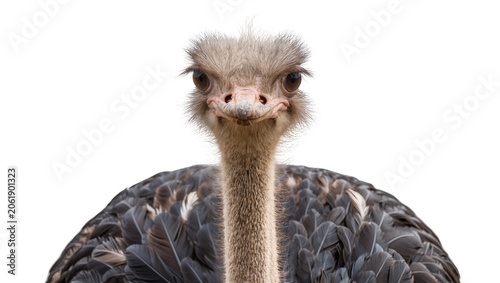 Foto Close-up portrait of an ostrich with fluffy feathers, isolated on transparent ba