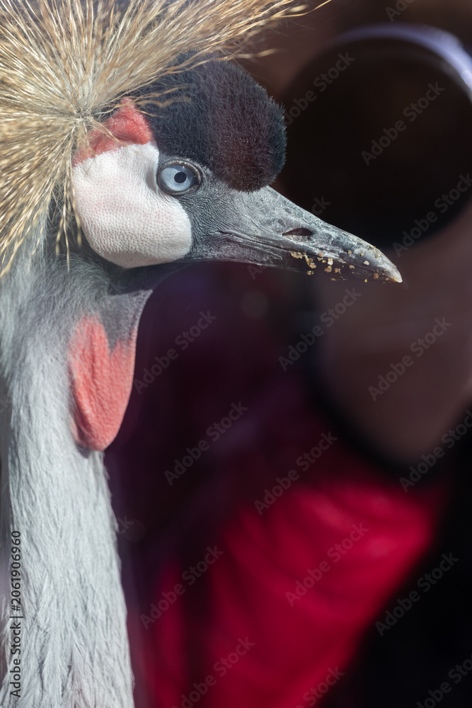 Obraz premium Extreme close-up side profile of a Grey Crowned Crane (Balearica regulorum) detailing its golden crest and blue eye, set against an out-of-focus background with a human observer.