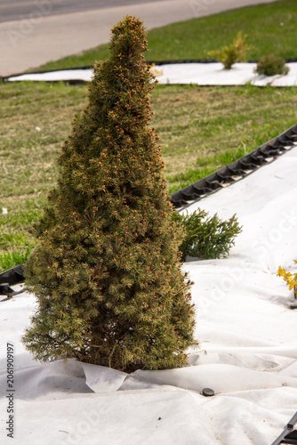 A small evergreen tree is planted in a landscaped area with protective covering without gravel.
