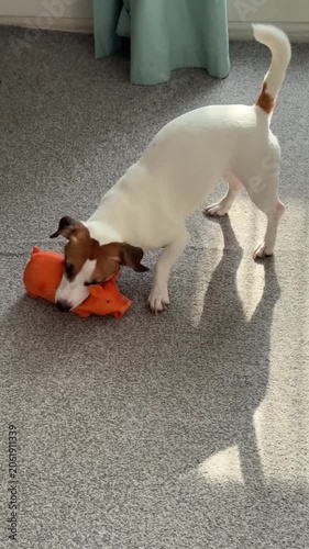 Jack Russell Terrier dog playing with a rubber toy at home.