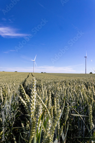 Close-up view of ripening wheat in an agricultural field with wind turbines in the background. Rural landscape combining food production and renewable energy generation under a clear blue sky. Concept