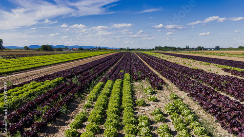 Wide view of a cultivated lettuce field featuring rows of green and red leaf lettuce under a blue sky with scattered clouds. Agricultural landscape showcasing vegetable production, sustainable farming