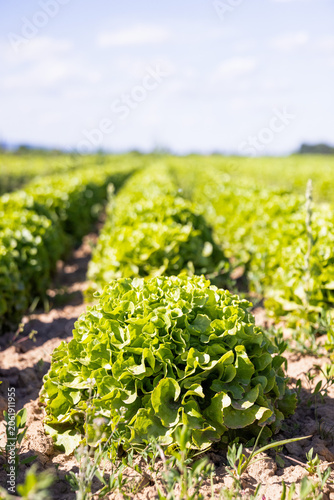 Close-up of fresh green lettuce growing in cultivated rows on an agricultural field. Healthy organic vegetables under natural sunlight with shallow depth of field. Concept of sustainable farming, loca